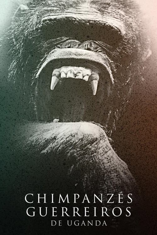 Chimpanzés Guerreiros de Uganda