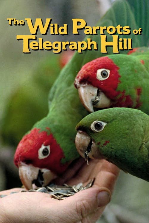 Os Papagaios Selvagens de Telegraph Hill