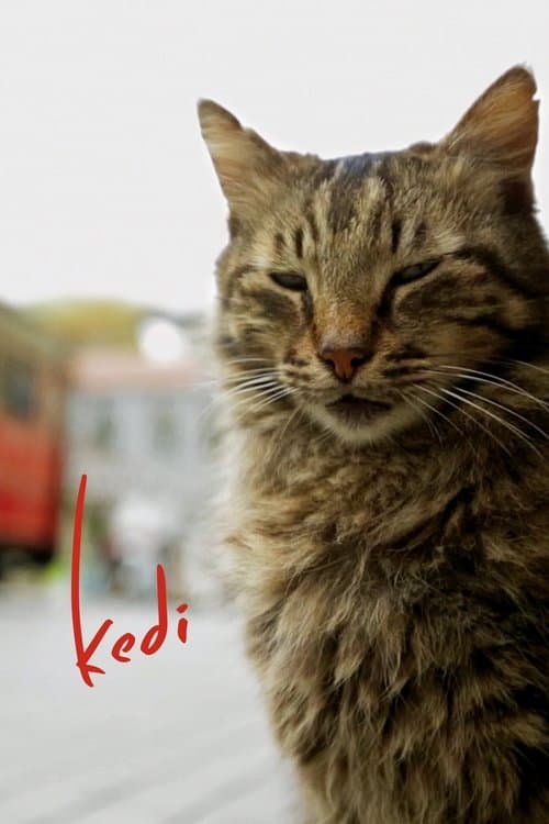 Nove vidas: Gatos em Istambul